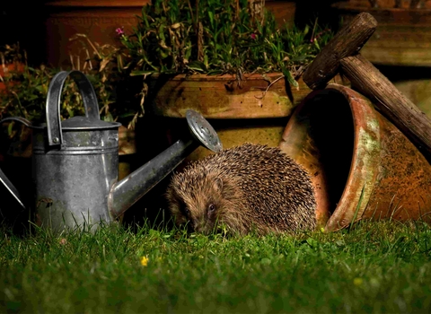 A hedgehog sat next to a watering can and garden pot in the dark